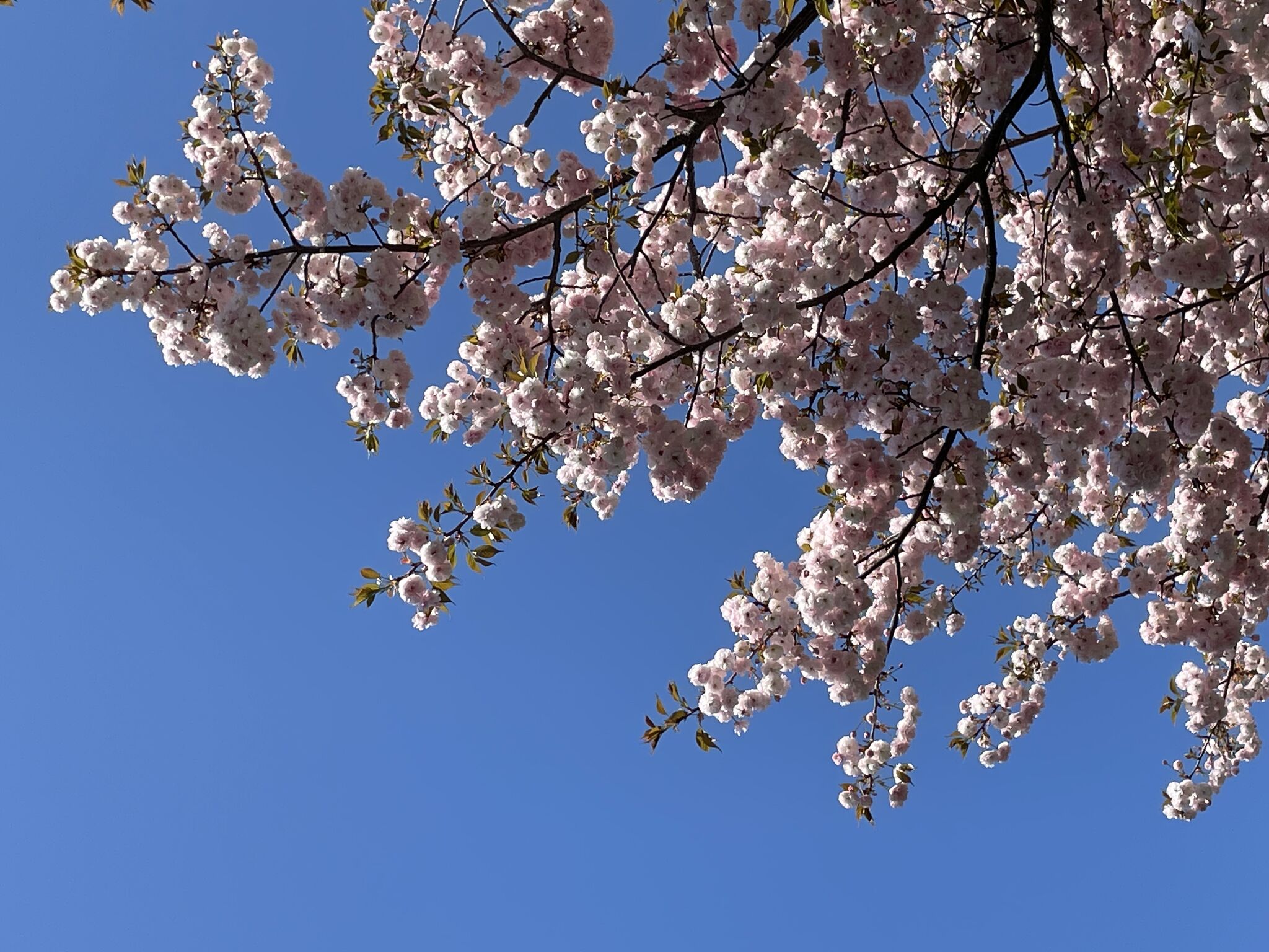 haru (spring)