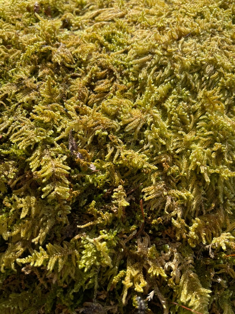 img-6058-heic